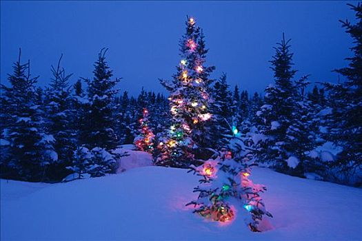 装饰,圣诞节,树林