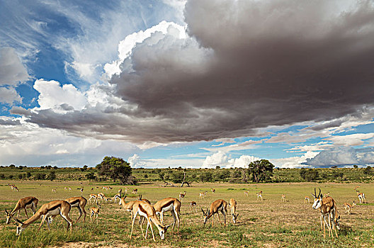 跳羚,大,牧群,放牧,河床,树,刺槐,下雨,季节,绿色,环境,积雨云,云,卡拉哈里沙漠,卡拉哈迪大羚羊国家公园,南非,非洲
