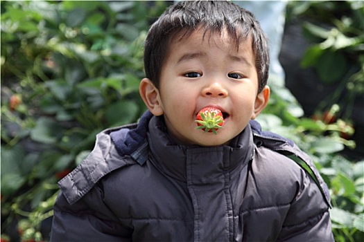 日本人,男孩,吃,草莓,3岁