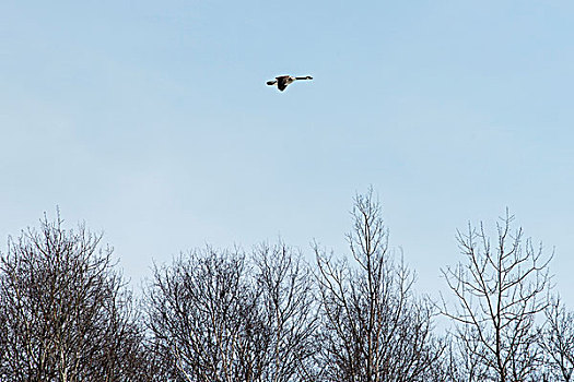 黑额黑雁,加拿大雁,蓝天,上方,无叶,树,冬天,曼尼托巴,加拿大
