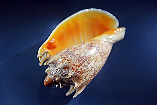 海洋贝壳珍珠