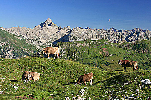 母牛,山地牧场,阿尔卑斯山,巴伐利亚,德国,欧洲