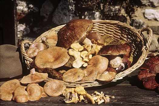 种类,野外,蘑菇,篮子