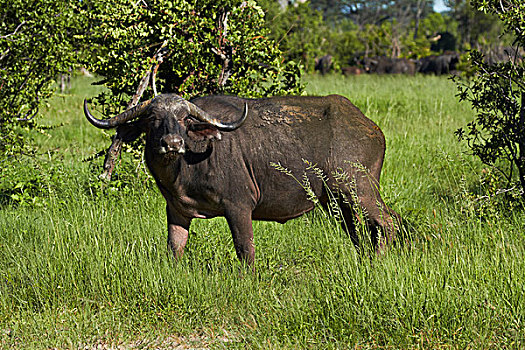 南非水牛,万基国家公园,津巴布韦,非洲