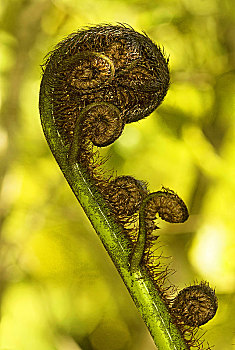 螺旋,形状,招展,银,羊齿植物,峡湾国家公园,新西兰