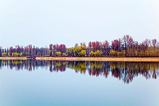 秋天红树林倒映在湖泊中