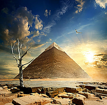 金字塔,干燥,树