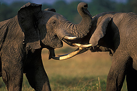 非洲,肯尼亚,马塞马拉野生动物保护区,两个,雄性动物,大象,非洲象,打斗,獠牙,热带草原