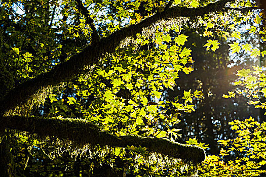 逆光,藤枫,叶子,不列颠哥伦比亚省,加拿大