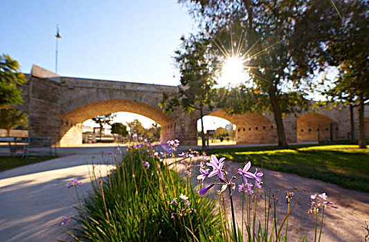 桥,瓦伦西亚,图里亚,公园,西班牙,春花,前景