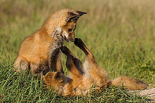 红狐,小动物,玩