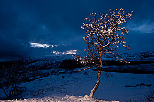树,黄昏,开端,冬天,山,高原,挪威,斯堪的纳维亚,北欧
