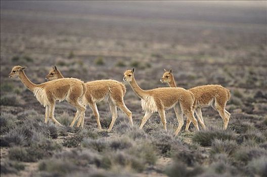 小羊驼,野生,高,安第斯,毛织品,自然保护区,秘鲁