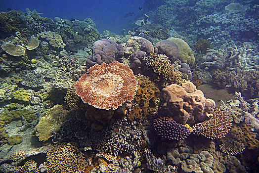 珊瑚,大堡礁,昆士兰,澳大利亚