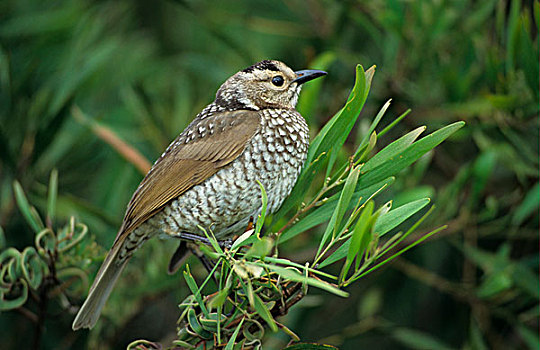 园丁鸟,栖息,澳大利亚