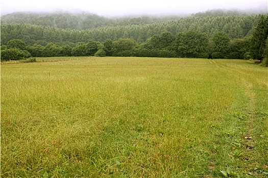 多云天气,树林,草地,绿色