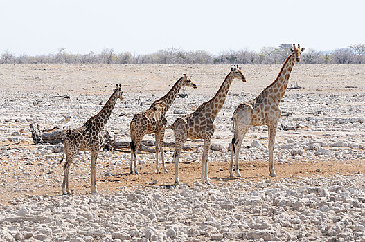长颈鹿,站立,水坑,埃托沙国家公园,区域,纳米比亚,非洲