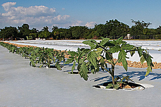 番茄植物,土地,家园,佛罗里达,美国