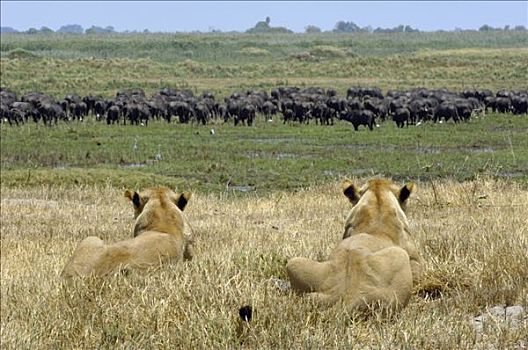 非洲狮,狮子,一对,雌性,看,南非水牛,非洲水牛,牧群,非洲,脆弱