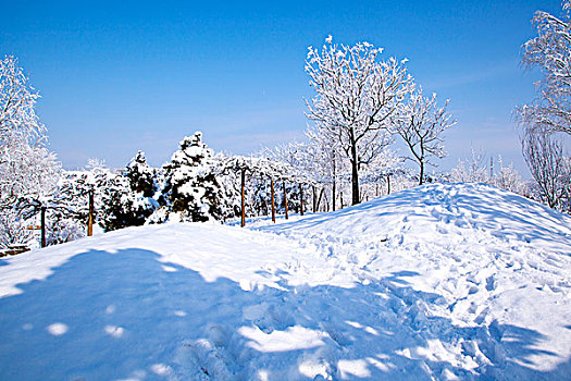 厚厚的白雪覆盖在小山坡和树林上