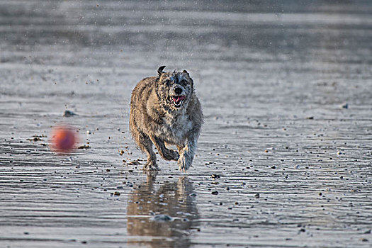 狗,追逐,球,海滩,纽基,康沃尔