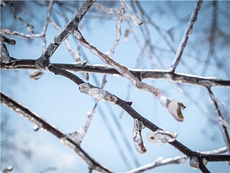 冬天,树枝,纯,冰