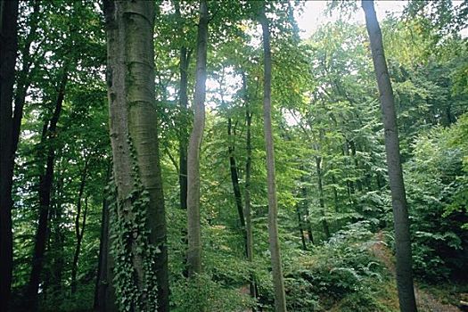 树,树林,黑森林,德国
