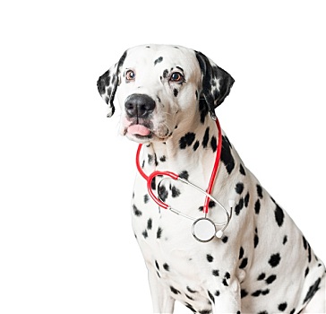 有趣,斑点狗,狗,红色,听诊器