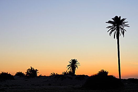 棕榈树,岛屿,突尼斯,北非,非洲
