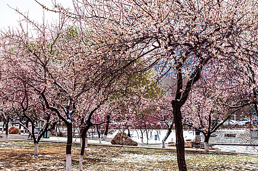 四月飞雪,中国长春城区鲜花与雪花争艳