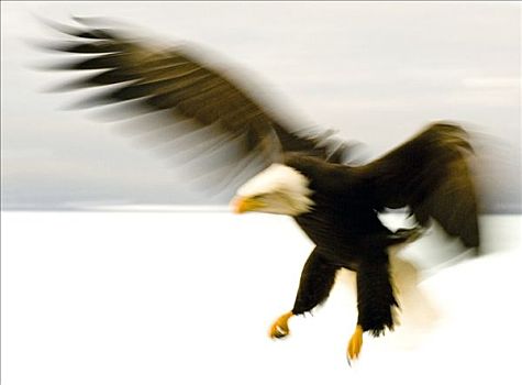 正面,白头鹰,动感效果,卡契马克湾,肯奈半岛,阿拉斯加