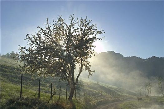 树,晨雾,山谷,下奥地利州