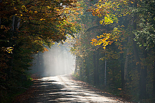 美国,佛蒙特州,道路,晨雾,秋天,树