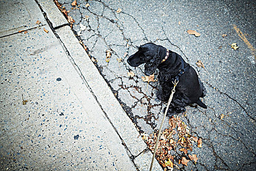 黑色,狗,拴狗绳,坐,街道