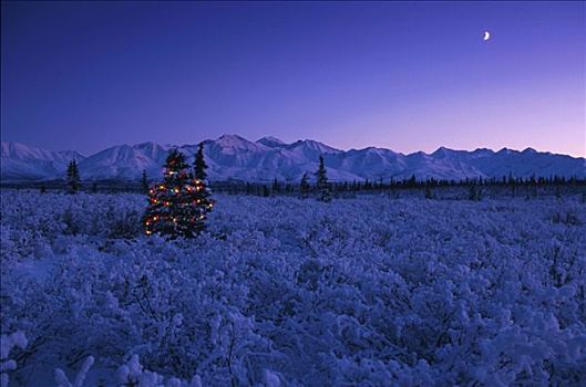 圣诞灯光,树上,楚加,冬天,景色