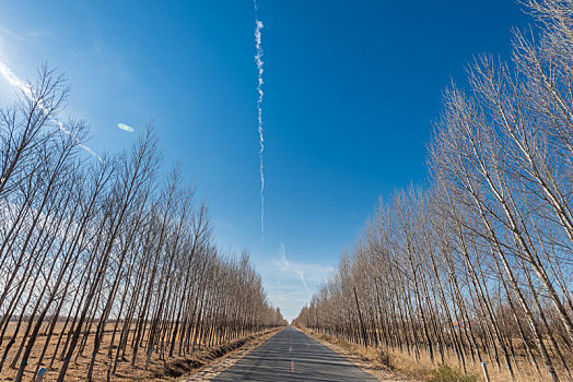 中国内蒙古通辽的树林道路