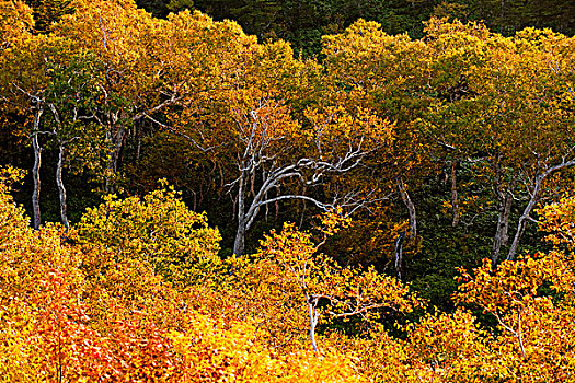 彩色,桦树,秋天