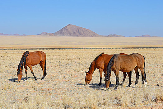 野马,放牧,区域,纳米比亚,非洲