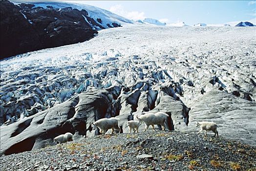 石山羊,雪羊,牧群,旅行,边缘,冰河,奇奈峡湾国家公园,阿拉斯加