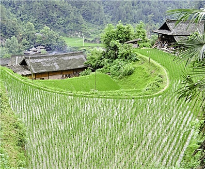 稻米梯田,乡村