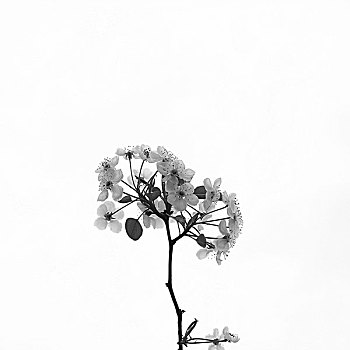 黑白梨花
