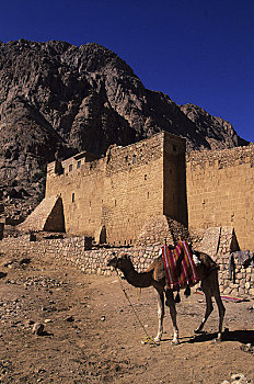 埃及,西奈半岛,寺院,骆驼