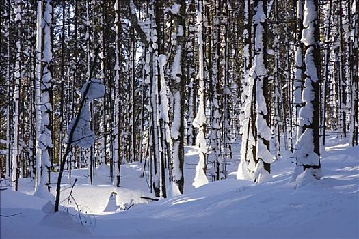 积雪,树干,山林,巴伐利亚,德国,欧洲