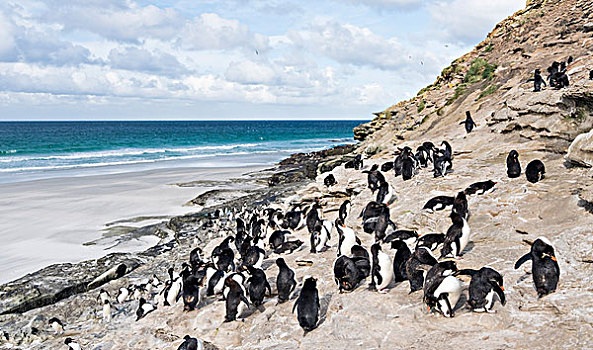 凤冠企鹅,南跳岩企鹅,企鹅,海滩,放松,攀登,向上,陡峭,悬崖,栖息地,南美,福克兰群岛,大幅,尺寸