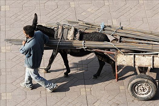 男人,骡子,手推车,装载,钢铁,玛拉喀什,摩洛哥,非洲