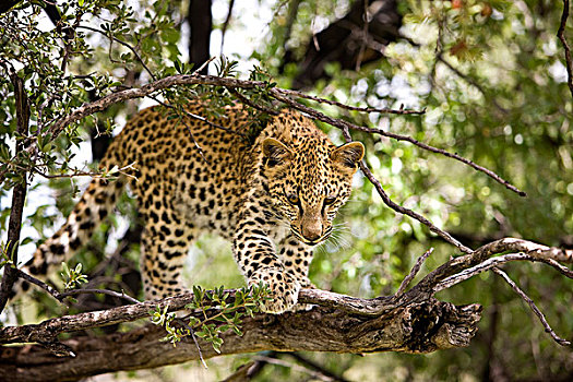 豹,4个月,老,幼兽,纳米比亚