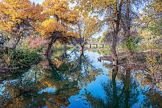 新疆,树林,秋色,黄叶,水塘