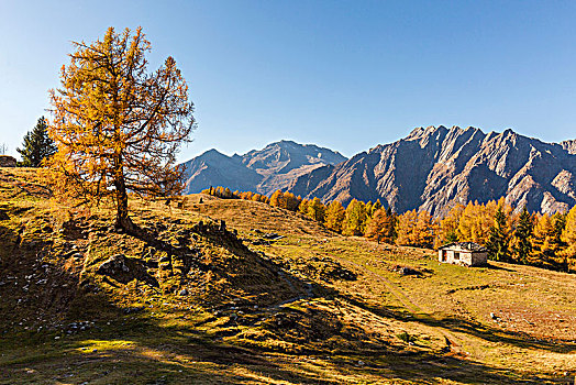 阿尔卑斯山,秋天,省,伦巴第,意大利