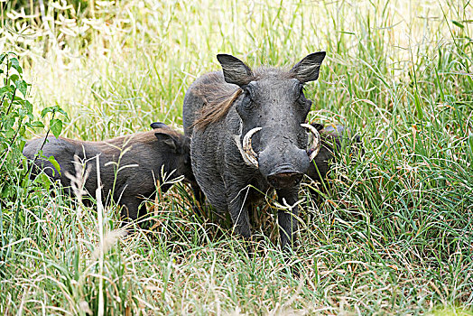 雌性,普通,疣猪,两个,幼仔,站立,高草,塔兰吉雷国家公园,坦桑尼亚