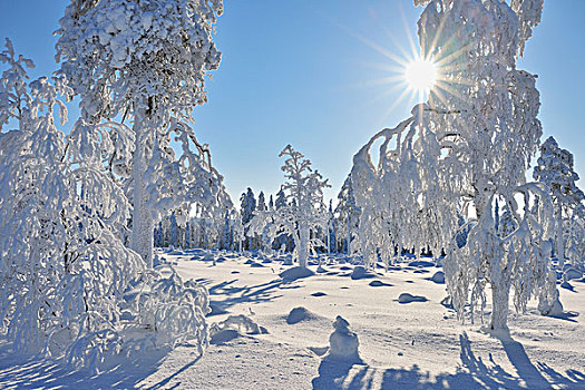 积雪,冬季风景,库萨莫,芬兰